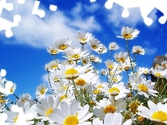 daisies