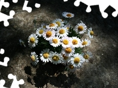 Chamomile Common