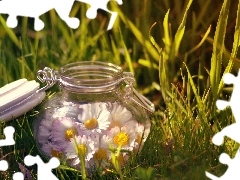 daisies, Meadow, jar