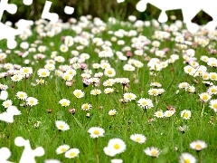 many, Daisies