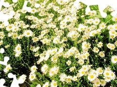 many, Daisies