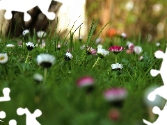 daisies, White, Pink