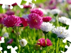 Pink, White, daisies, I