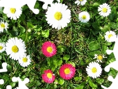 daisies, White, Pink