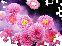 Pink, daisies