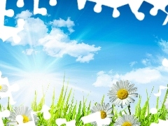 daisies, rays, sun