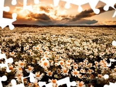 car in the meadow, Daisies