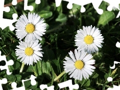 White, daisies