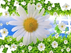 Daisy, grass, White