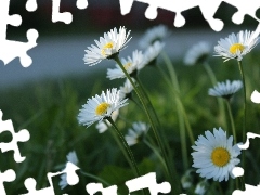 White, daisies