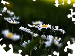 daisies