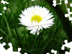 daisy