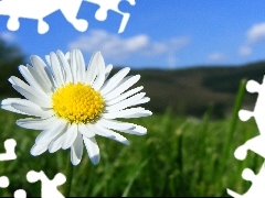 Meadow, Colourfull Flowers, daisy