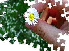 hand, daisy