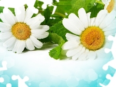 White, daisy