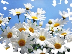 White, daisy