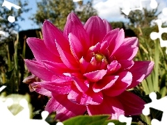 Pink, Colourfull Flowers, Dalia