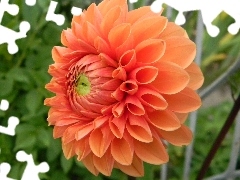 Orange, Dalia