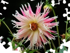 Pink, Dalia