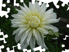 White, Dalia