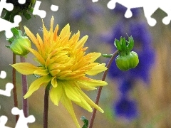 Colourfull Flowers, Yellow Honda, Dalia