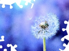 dandelion