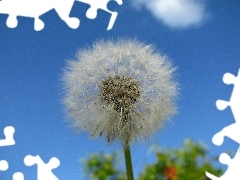 dandelion