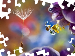 Close, drop, dandelion, spider