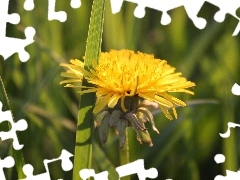 Yellow, grass, dandelion, Colourfull Flowers