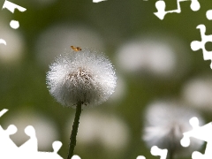 blurry background, Common Coltsfoot, dandelion