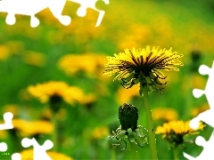 dandelions, Common Dandelion