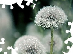 dandelions, Common Dandelion