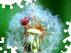 ladybird, Common Dandelion