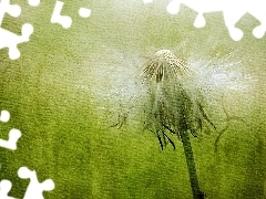 picture, dandelion