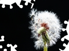 White, dandelion