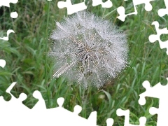 dandelion