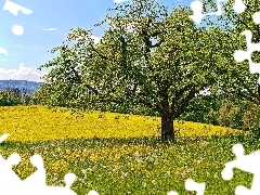 dandelions, Mountains, trees, viewes, Meadow