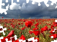 dark, clouds, Red, papavers, Meadow