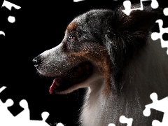 dog, Australian Shepherd, Dark Background, profile