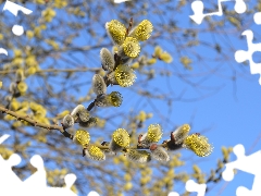 Willow, database, Spring, branch pics