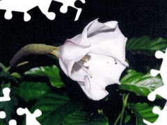 white, Colourfull Flowers, Datura