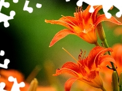 Daylilies, Orange, Flowers