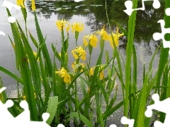 DBZ, water, Irises, growing, Yellow