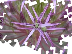 Colourfull Flowers, garlic, decorated