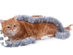 ginger, chain, decorated, cat