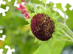 Sunflower, decorated