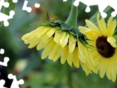 Sunflower, decorated