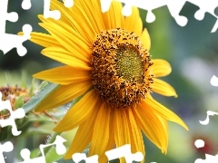 Sunflower, decorated