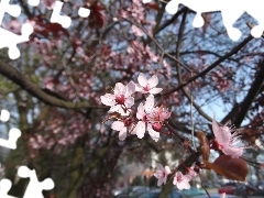 Pink, Plums, decorative, Flowers