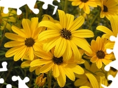 decorative Sunflowers